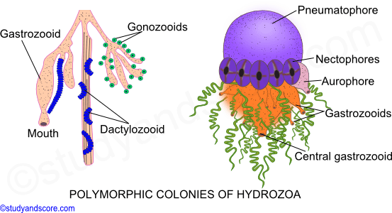 polymorphic colonies of hydrozoa, gastrozooid, dactylozooid, pneumatophore, nectophores, aurophore, gonozooid
